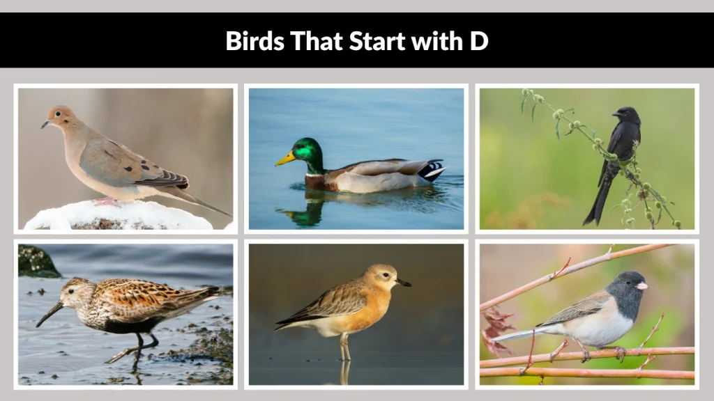 Birds That Start with D