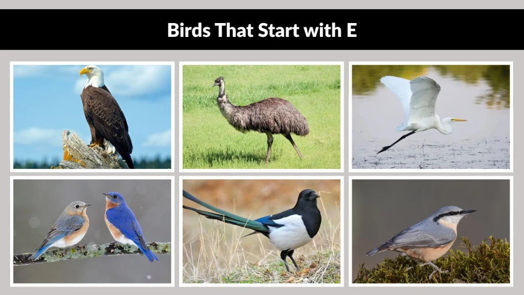 Birds That Start with E