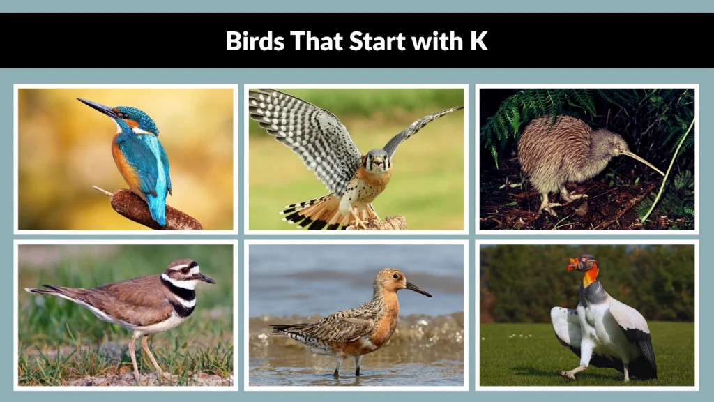 Birds That Start with K