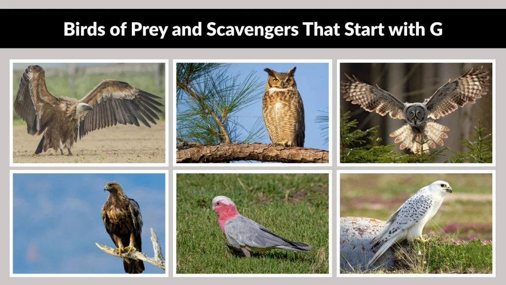 Birds of Prey and Scavengers That Start with G