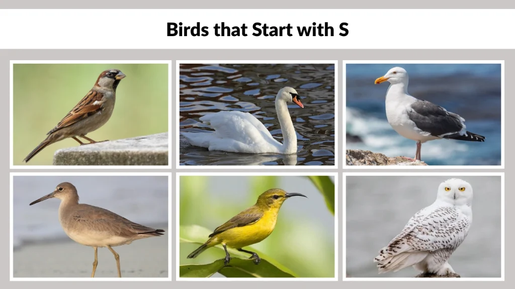 Birds that Start with S