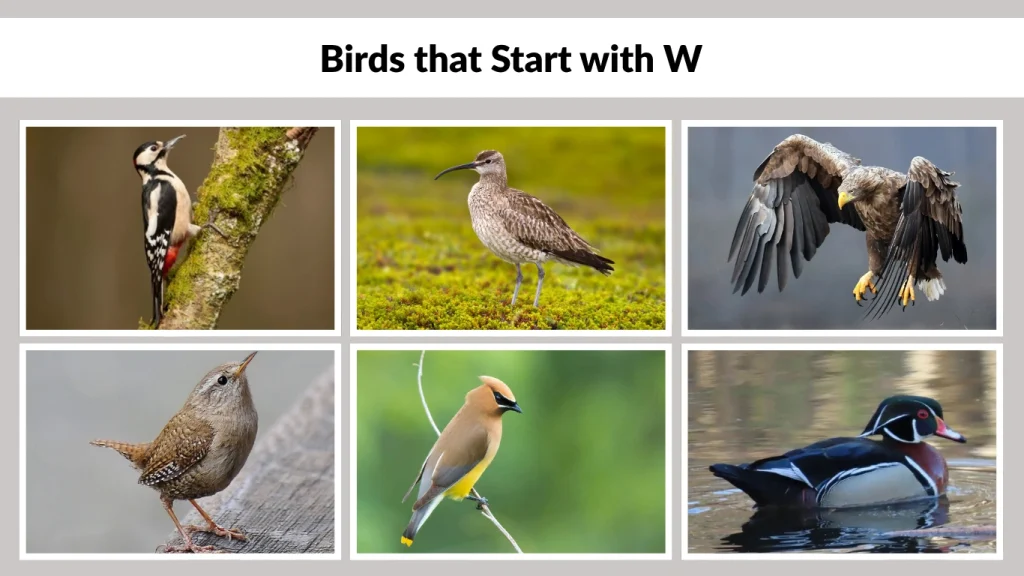 Birds that Start with W