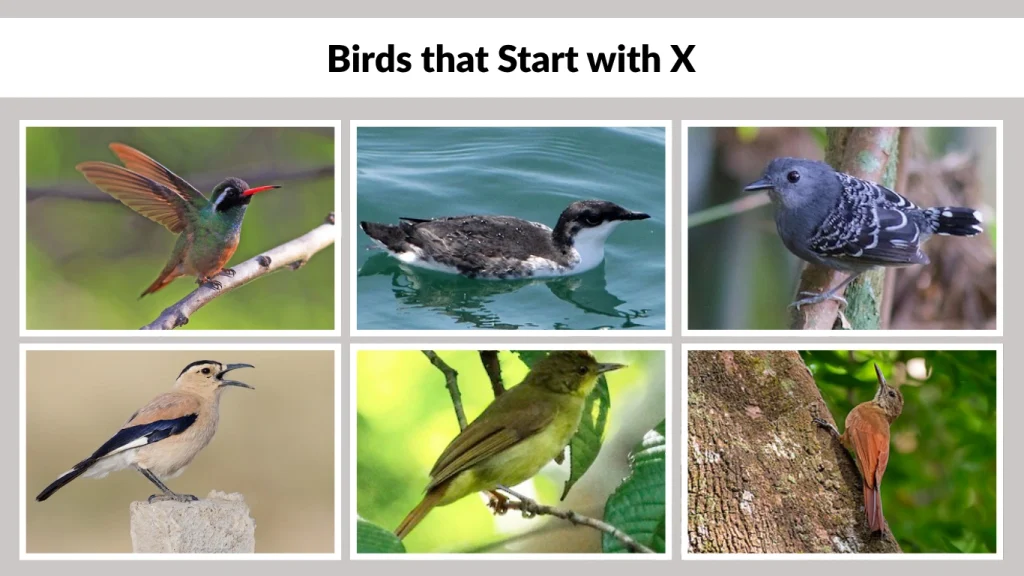 Birds that Start with X