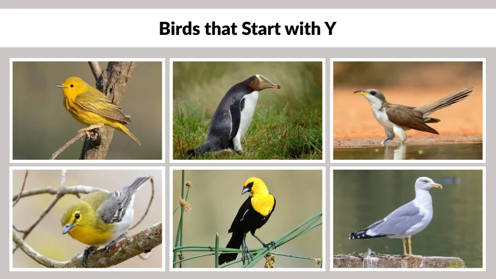 Birds that Start with Y