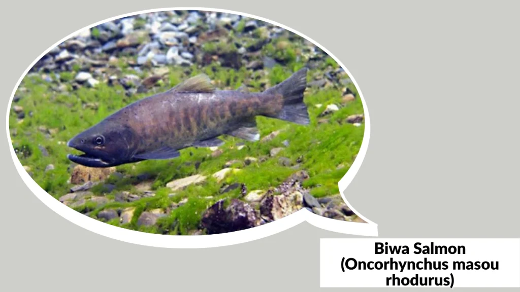Biwa Salmon (Oncorhynchus masou rhodurus)