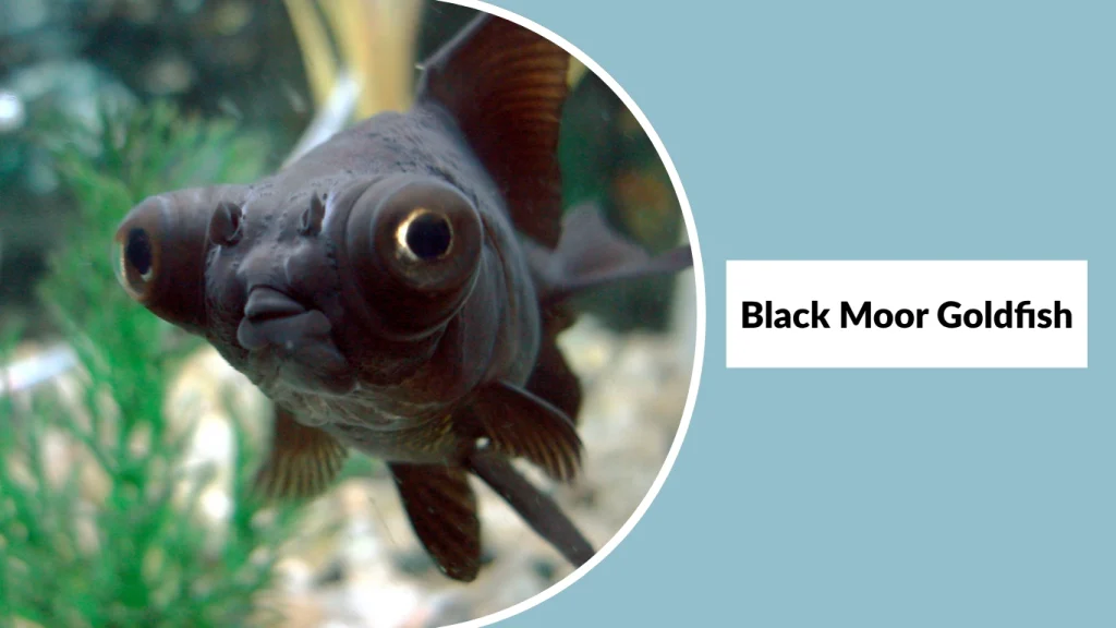 Black Moor Goldfish