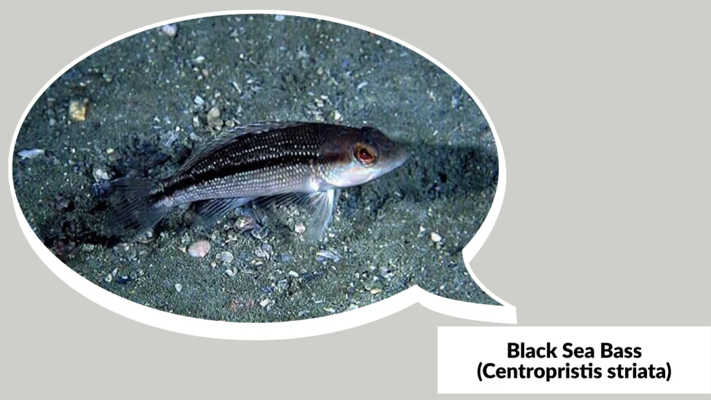 Black Sea Bass (Centropristis striata)
