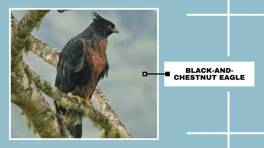 Black-and-chestnut Eagle