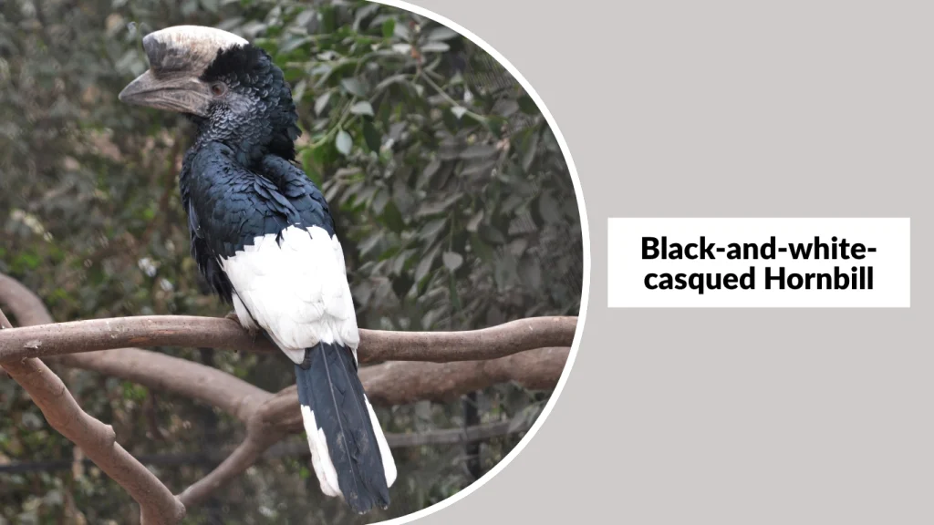 Black-and-white-casqued Hornbill