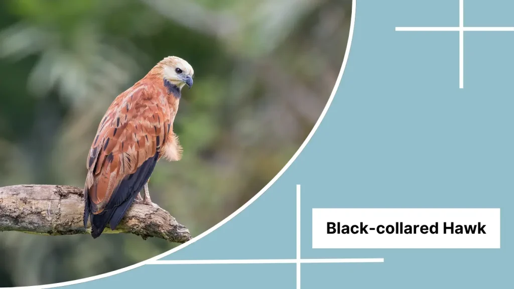 Black-collared Hawk