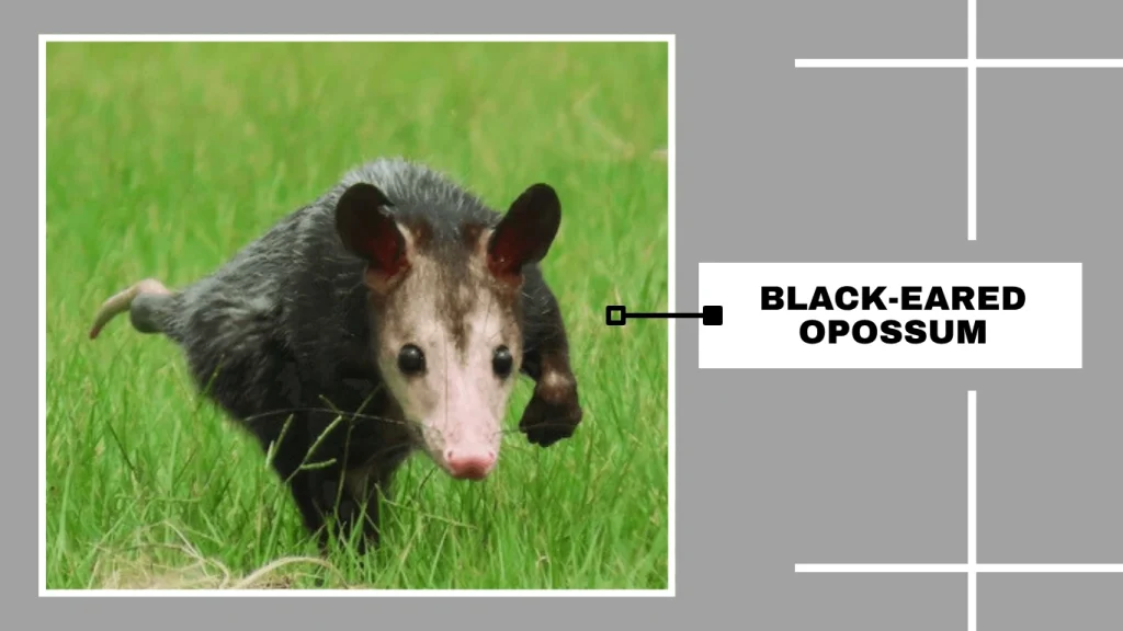 Black-eared Opossum (Didelphis marsupialis)
