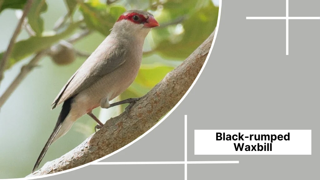 Black-rumped Waxbill