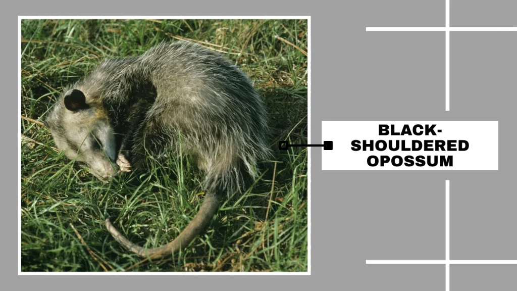 Black-shouldered Opossum (Caluromysiops irrupta)