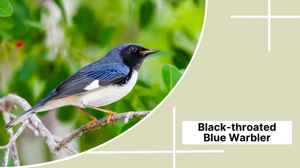 Black-throated Blue Warbler
