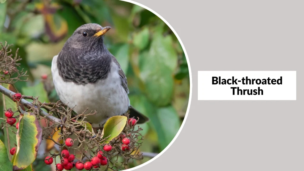 Black-throated Thrush