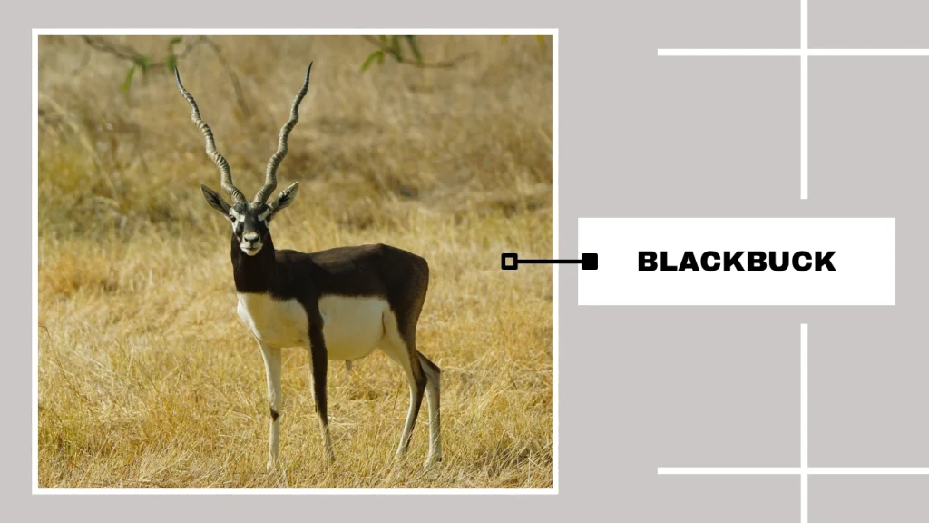 Blackbuck (Antilope cervicapra)