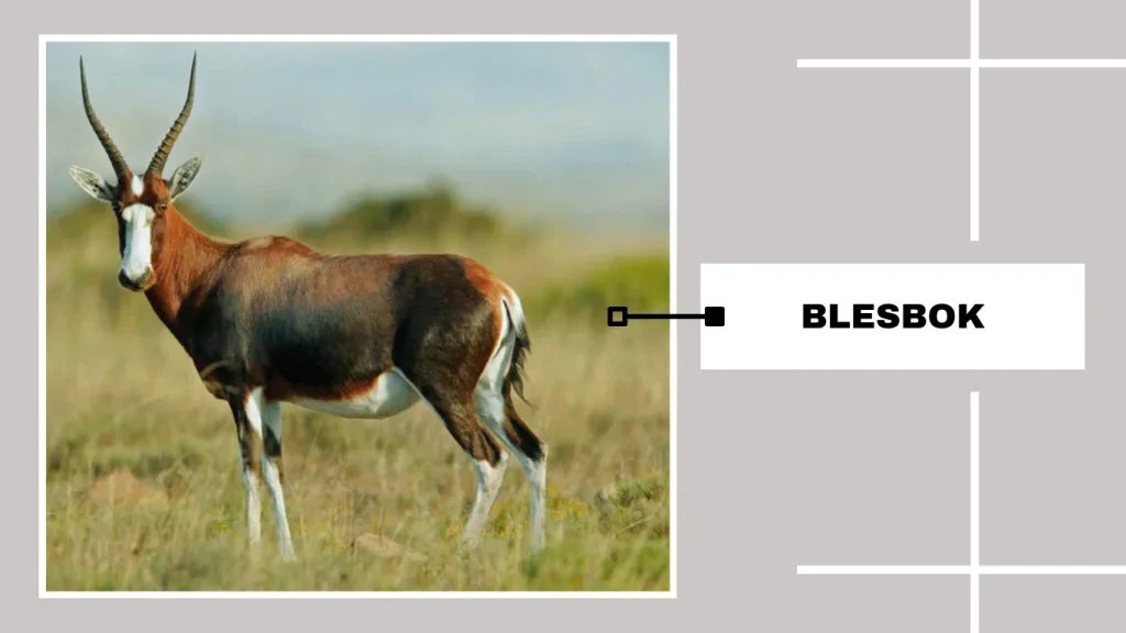 Blesbok (Damaliscus pygargus phillipsi)