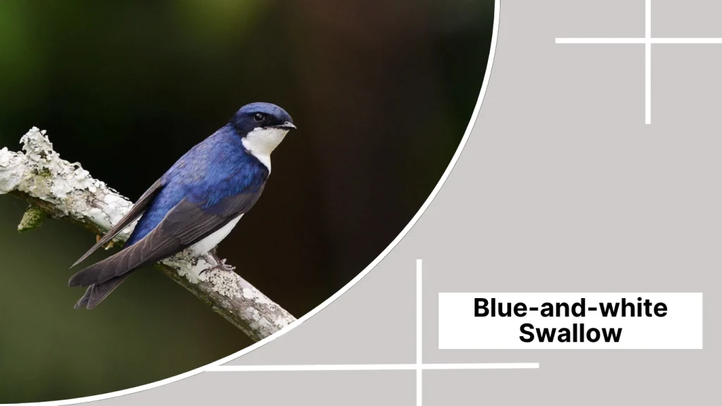 Blue-and-white Swallow