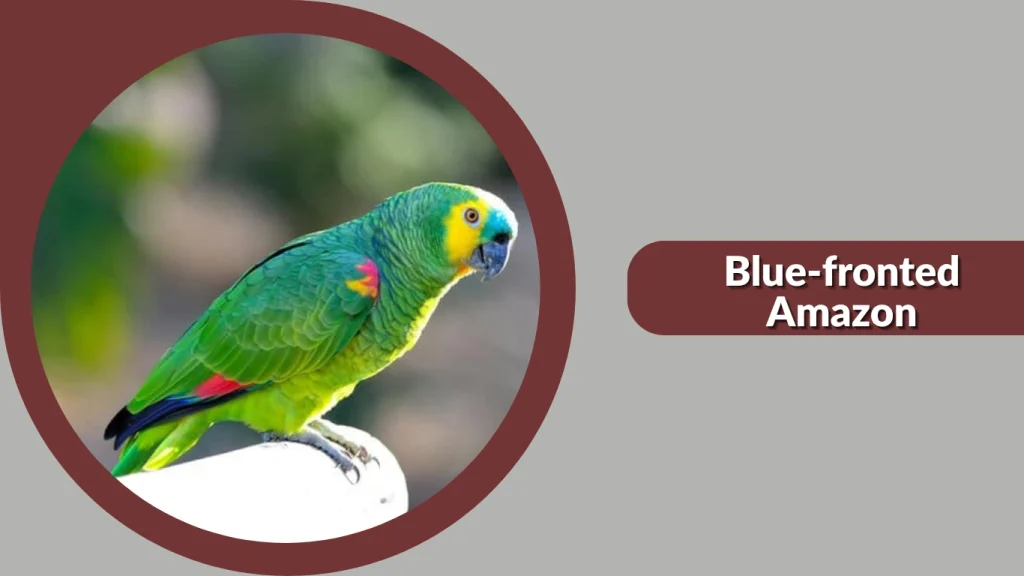 Blue-fronted Amazon