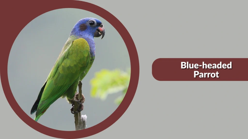 Blue-headed Parrot