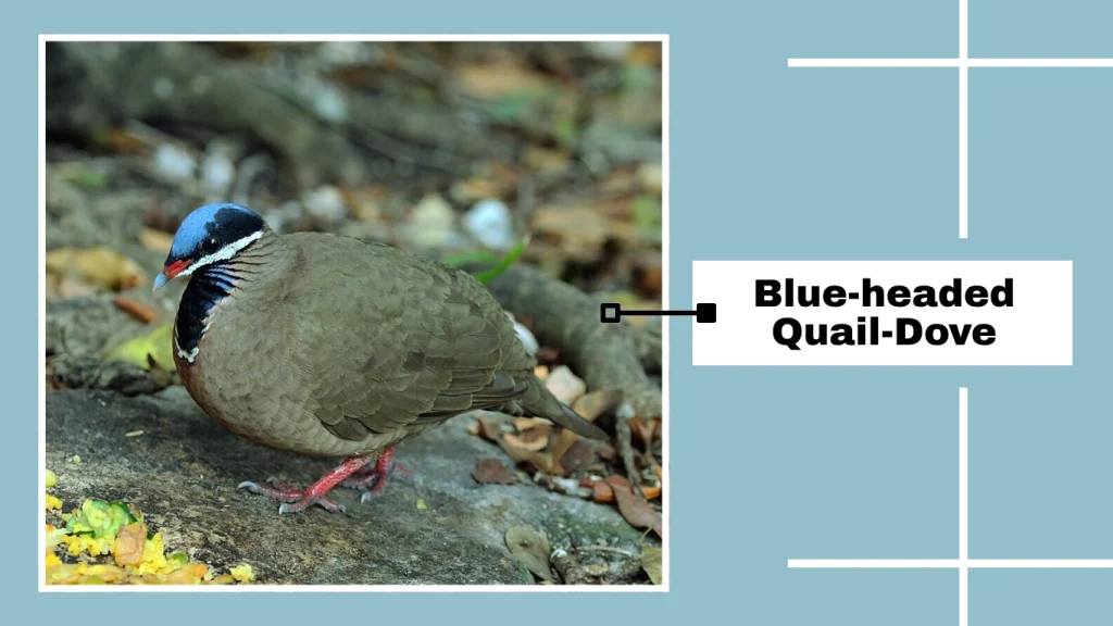 Blue-headed Quail-Dove