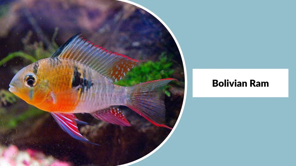 Bolivian Ram