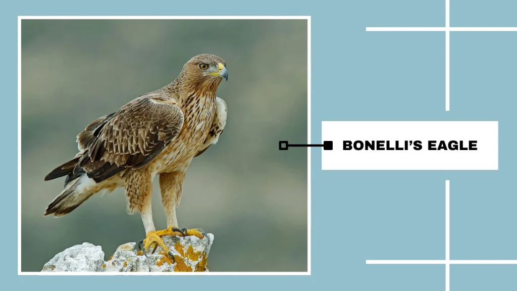Bonelli’s Eagle