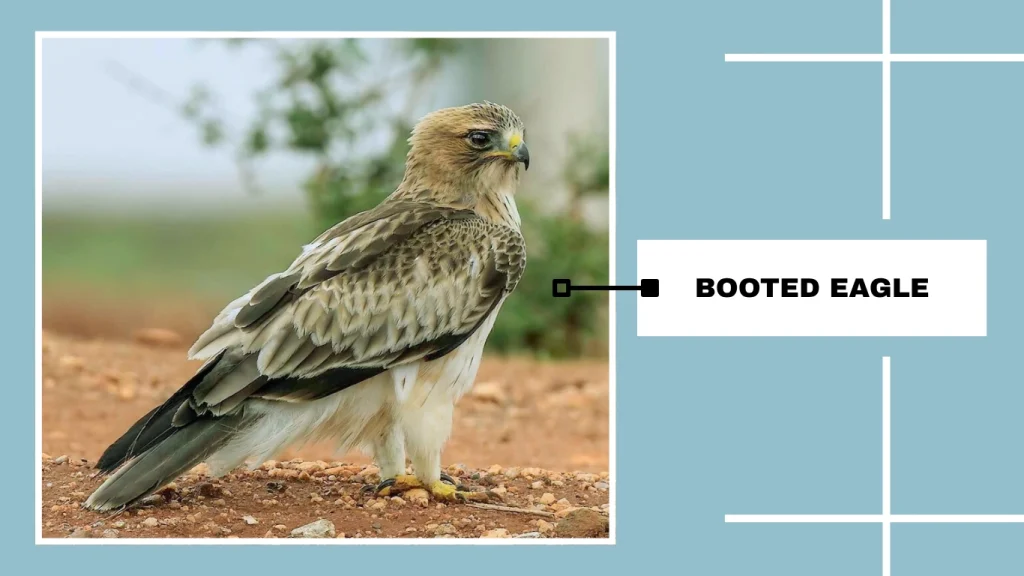 Booted Eagle