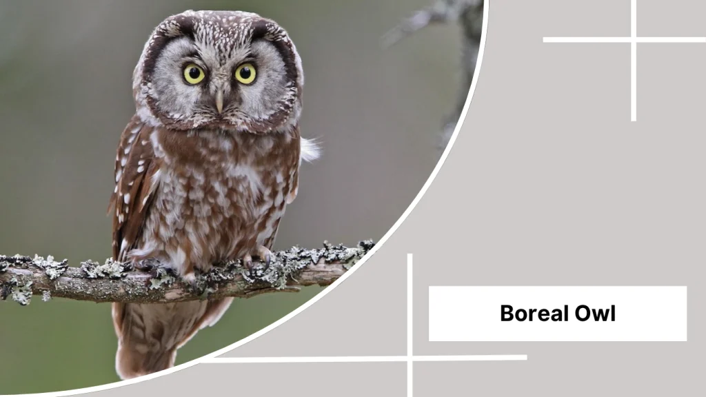 Boreal Owl