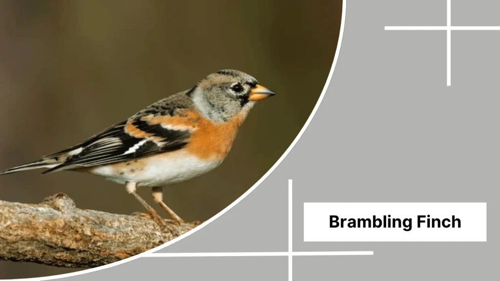 Brambling Finch