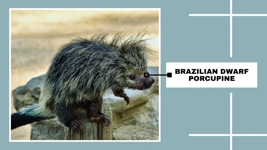 Brazilian Dwarf Porcupine (Coendou spinosus)