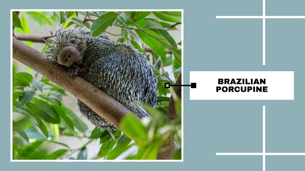 Brazilian Porcupine (Coendou prehensilis)