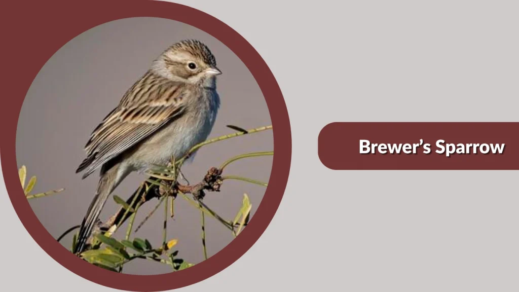 Brewer’s Sparrow