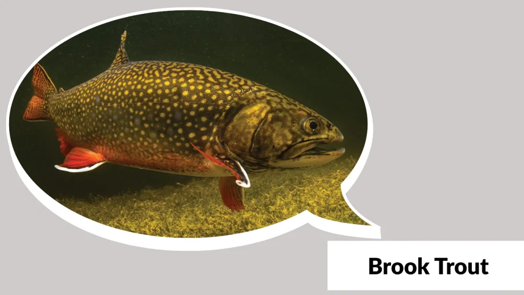 Brook Trout