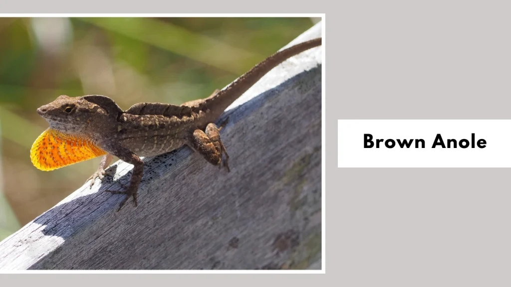 Brown Anole