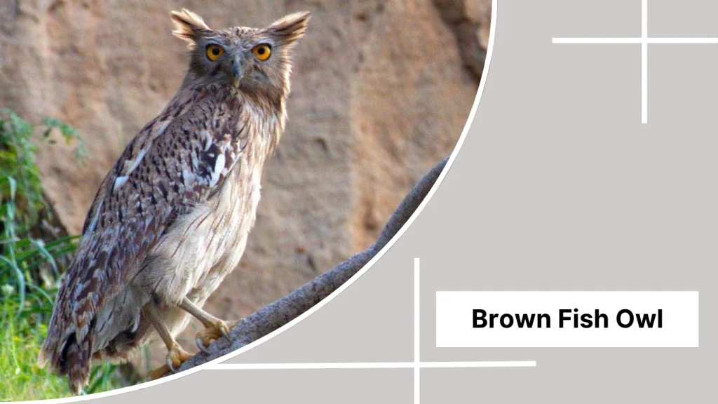 Brown Fish Owl