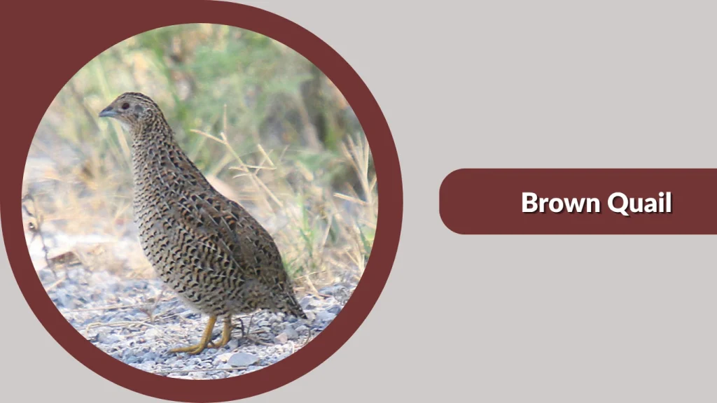 Brown Quail