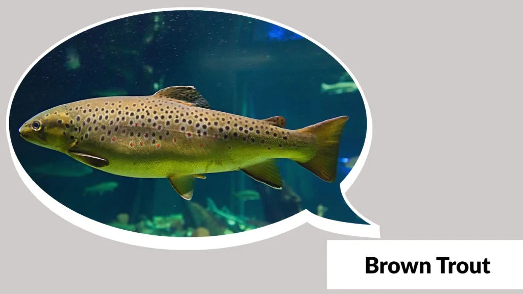 Brown Trout