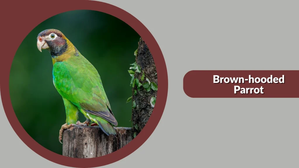 Brown-hooded Parrot