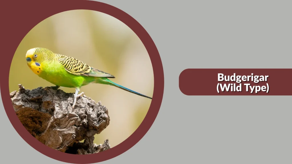 Budgerigar (Wild Type)