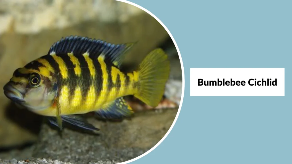 Bumblebee Cichlid