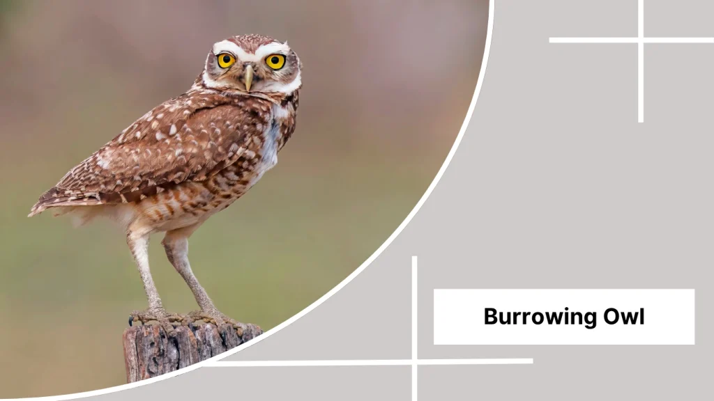 Burrowing Owl