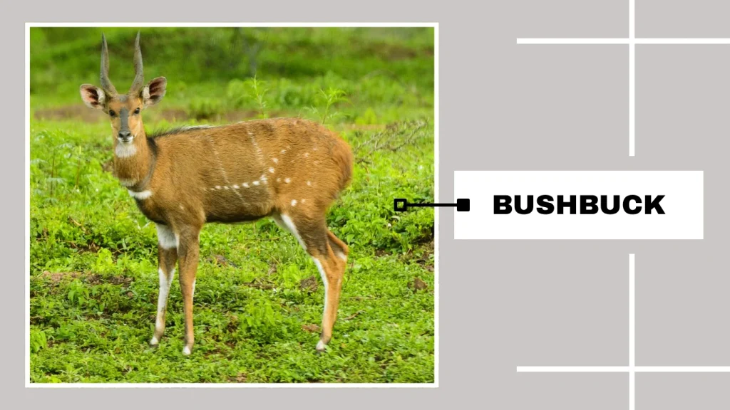 Bushbuck (Tragelaphus scriptus)