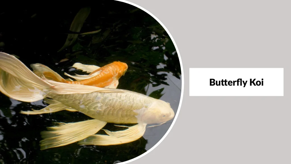 Butterfly Koi