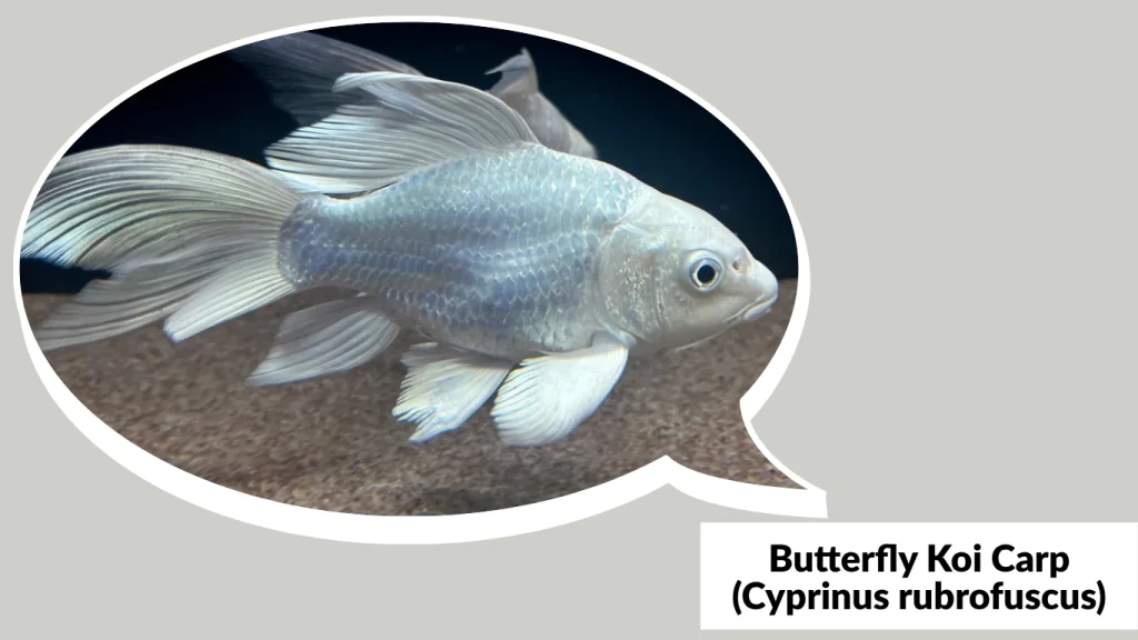 Butterfly Koi Carp (Cyprinus rubrofuscus)