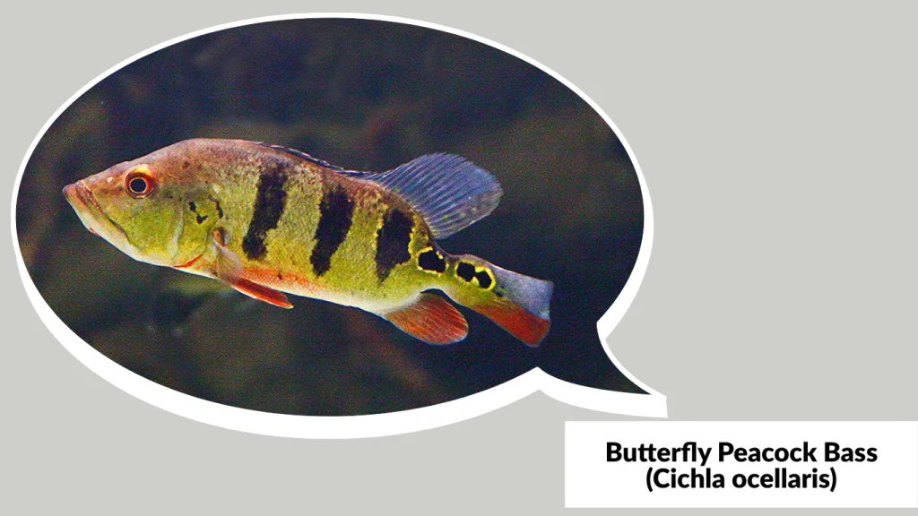 Butterfly Peacock Bass (Cichla ocellaris)