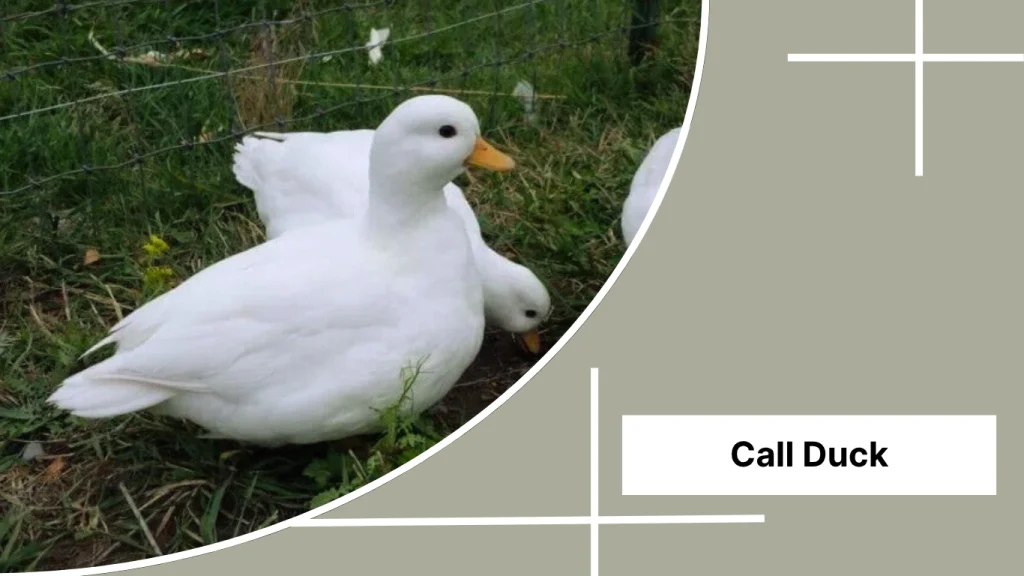 Call Duck