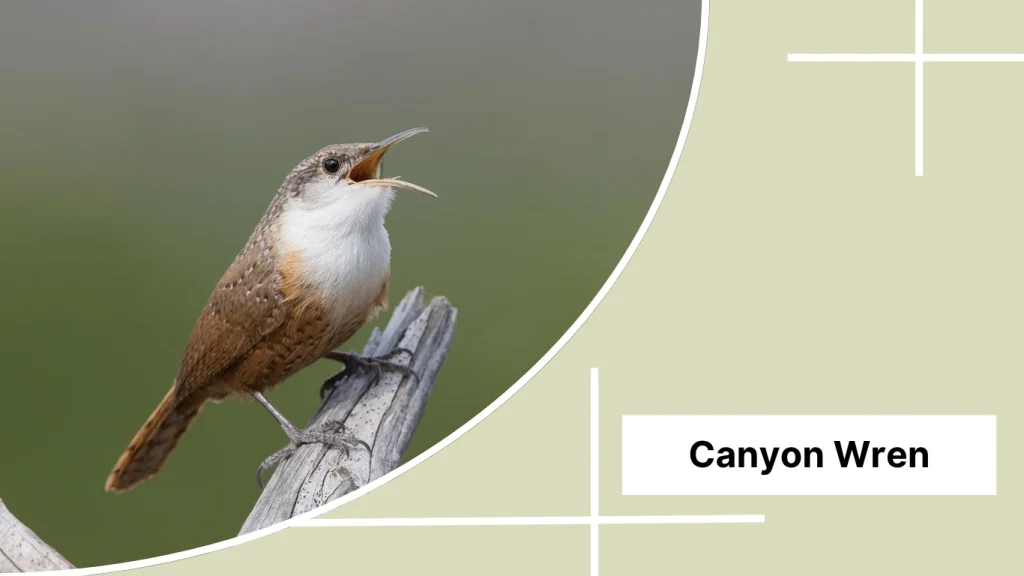 Canyon Wren