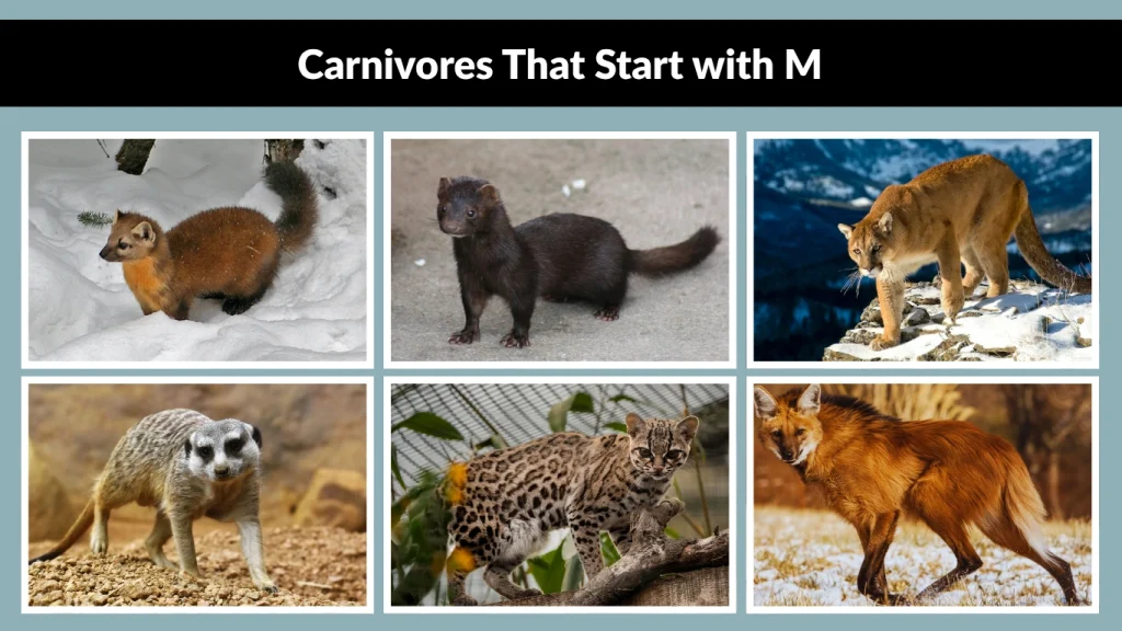 Carnivores That Start with M