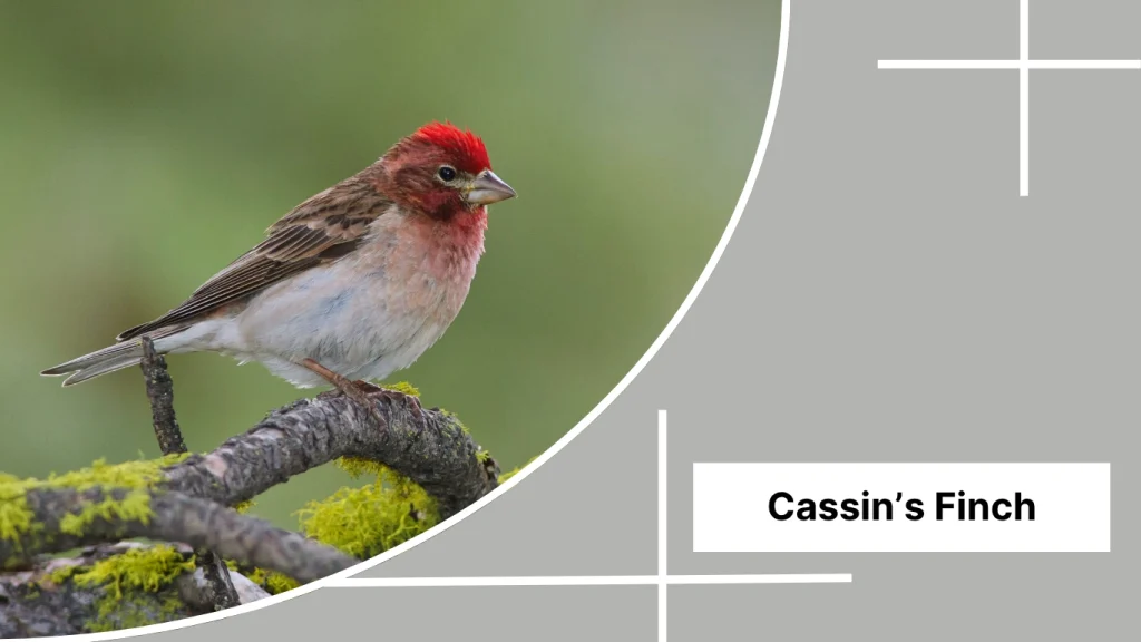 Cassin’s Finch